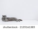 British shorthair cat sleeps on the table. Sleeping cat on a white background. Copy space.