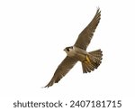 Flying peregrine falcon  falco...