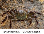 Purple Swift-footed Shore Crab, Huskisson, NSW, December 2021