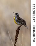 Small photo of A meadowlark sings from the top of a weed stalk