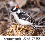 Small photo of Downy woodpecker searching through weeds for food