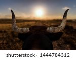 A closeup of a bull's head with ...