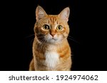 Cute Portrait of Ginger Cat Gazing on Isolated Black Background