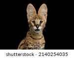 Serval Cat Isolated On Black...