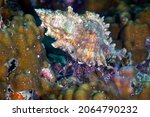 Small photo of Paguristes cadenati, the red reef hermit crab or scarlet hermit crab,Phi Phi Islands, Thailand