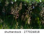 flowering grass background | Shutterstock . vector #277026818