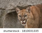  A Close Up Of A Mature Cougar