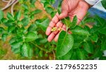 Small photo of Ashwagandha known as Withania somnifera plant growing. Indian powerful herbs, poison gooseberry, or winter cherry. Ashwagandha is herb benefits for weight loss, healthcare and reduce stress