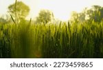 Small photo of Green Wheat field with dew drops on leaves in the winter morning. sun rays over a ripening wheat field. Landscape. Rural Crops concept in Rajasthan, India. A Foggy Spring Morning.