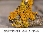 Small photo of Xanthoria parietina is a foliose lichen in the family Teloschistaceae.It has wide distribution,and many common names such as common beauty, orange color, beauty in nature, beautiful, xanthoria parieti