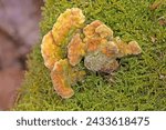 Small photo of Trametes betulina (formerly Lenzites betulina), sometimes known by common names gilled polypore, birch mazegill or multicolor gill polypore, is a species of inedible fungus.