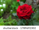 Beautiful Red Rose In A Garden
