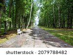 A picturesque alley to the monument-column to Dmitry Donskoy. The village of Ivanovo. Kurkinsky district. Tula region. Russia