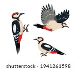 Set of Woodpecker birds. Bright woodpeckers in different poses. Colorful woodland animal icons. Vector illustration isolated on white background.