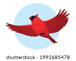 Red Cardinal Bird Flying In Sky....