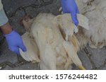 Small photo of Postmortem examination of the dead chickens.