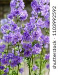 Small photo of Polemonium caeruleum, known as Jacob's-ladder or Greek valerian, is a hardy perennial flowering plant. The concept of gardening. Medicinal plants in the garden.