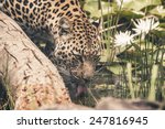 Headshot Of Leopard Drinking...