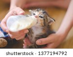Small photo of Rescued tiny baby cat hand fed with milk from a nursing bottle; calico kitten with baby blue eyes, held and nursed by a young woman. Adopt don't shop, spay and neuter, rescue concepts