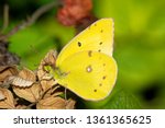 Clouded Sulphur Butterfly ...