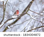 theses beautiful songbirds are perched up in a tree on a branch in the cold winter season in wisconsin north america looking for fruit berries seeds or other things to eat to keep them warm while sing