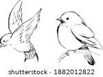 Swallow Birds Sketches. Birds...