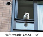 A Cute White Cat Looking...