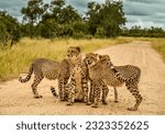 Endangered Cheetah family in Kruger National Park South Africa directly after a meal
