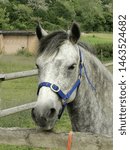 Small photo of Pretty homebred Connemara pony grey