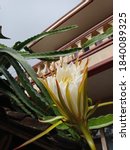 Small photo of Dragon fruit flower comes from a triangular cactus plant with tenuous spines. The flower buds erect, then enlarges and blooms a great white at night. It smells good like Wijaya Kusuma.