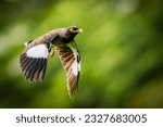 Flying common myna with both...