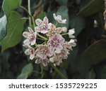 Small photo of Wattakaka sinensis or Dregea sinensis is a vigorous voluble climber, very original and unusual, with large heart-shaped leaves and a very fragrant white-pink bloom in June-July.