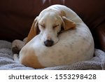 A White Dog Is Shown Sleeping...