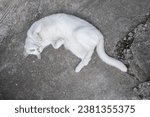 A bird's-eye view of a white female cat in various poses, stretched out on the cement floor.