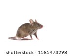 Gray common house mouse...