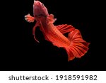 Betta Fish Super Red Halfmoon...