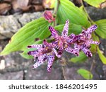 Tricyrtis Hirta Or Toad Lily In ...