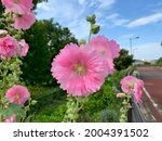 Pink Hollyhock Flowers With...