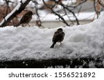 Small photo of sparrows brawlers looking for food under the snow