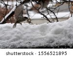 Small photo of sparrows brawlers looking for food under the snow