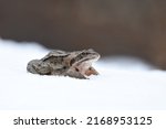 Small photo of Moor frog (Rana arvalis) in the snow in early spring.