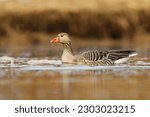 Greylag goose or graylag goose (Anser anser) swimming in the river in spring.	