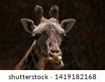 Small photo of The West African giraffe is a subspecies distinguished by light colored spots. Found in Sahel Sudan regions of West Africa. Ossicones are formed from ossified cartilage and are covered in skin.