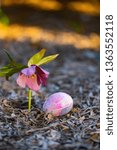 Small photo of Single colored and decorated Easter egg with pink Lenten roses