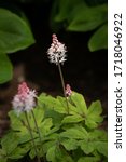 Small photo of Tiarella, also know as foam flower which gracefully bloom into starry, creamy white flowers with a twinge of pink.