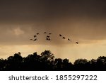 A Flock Of Sandhill Cranes On A ...
