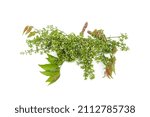 Small photo of Azadirachta indica isolated on white background.Siamese neem tree, Nim, Margosa, Quinine.