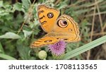 A Common Buckeye Butterfly Is...