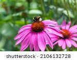 Bumblebee On Eastern Purple...