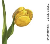 yellow tulip on a white... | Shutterstock .eps vector #2123793662